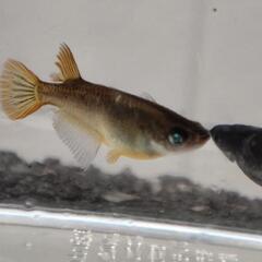 （受け渡し決定）メダカ　黑天幻龍　ブルーアイ　1ペア　産卵中の画像