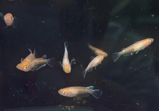アマテラス　メダカ幼魚５匹