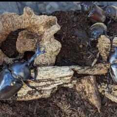 ３、カブトムシ　オスとメス