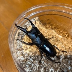 ツシマヒラタF3ペア