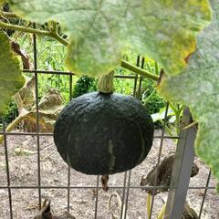 かぼちゃ🎃トマト