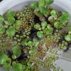 水草  全部