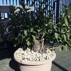 ガジュマル 主幹枯れました