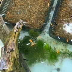 メダカ！ミックスの画像