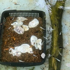 メダカ！ミックスの画像