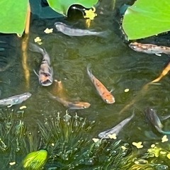 メダカ！ミックスの画像