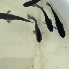 メダカ！ミックスの画像