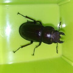野外採集品　ミヤマクワガタ　♀30㎜