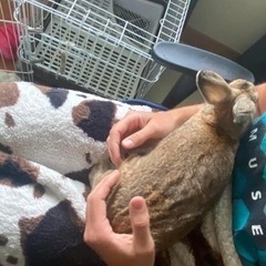 再投稿　　急いで里親募集しています