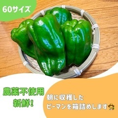 新鮮ピーマン🫑