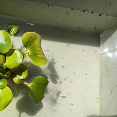 【終了】白メダカ 稚魚～幼魚 5匹程度  白めだか ほてい草付き...