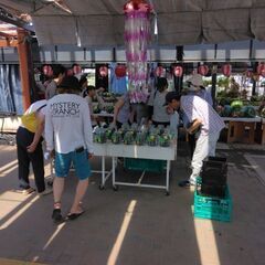 道の駅(松本市今井)でメダカ販売中🍀の画像