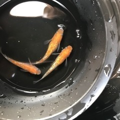 王華【メダカ】