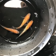 王華【メダカ】の画像