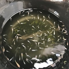 王華【メダカ】の画像