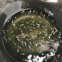 王華【メダカ】の画像