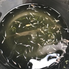 王華【メダカ】の画像