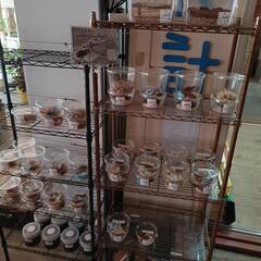 クワガタ＊カブトムシ＊直売中の画像