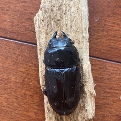 【山梨産】オオクワガタ　ペアの画像