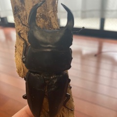 【山梨産】オオクワガタ　ペアの画像