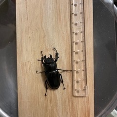 ミヤマクワガタつがいの画像