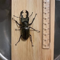 ミヤマクワガタつがい