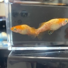 オレンジラメメダカの画像