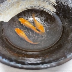 オレンジラメメダカの画像