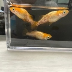 オレンジラメメダカの画像