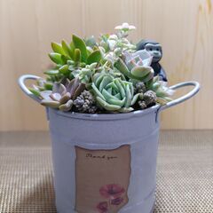 ★多肉植物寄せ植え 109★