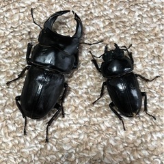 オオクワガタ　ペア①