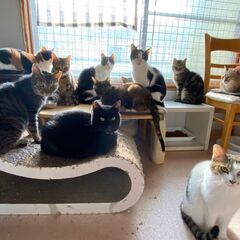 短期体験や学生さんのお休みの間だけ大歓迎！保護猫シェルターでのお...