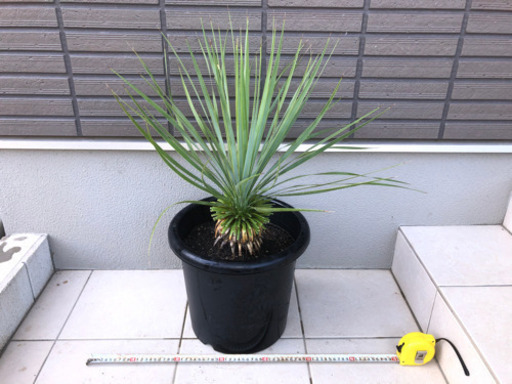 ユッカロストラータ10号鉢を¥15000→¥12900円で売ります