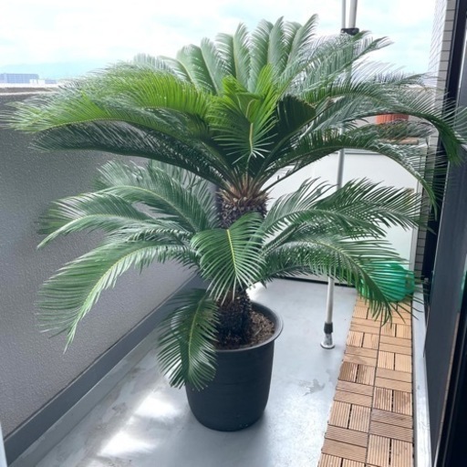 ソテツ　蘇鉄　150㎝