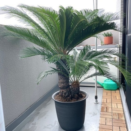 ソテツ　蘇鉄　150㎝