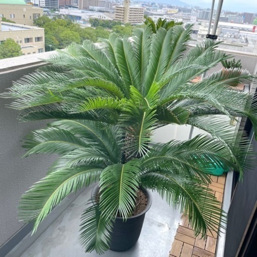 ソテツ　蘇鉄　150㎝