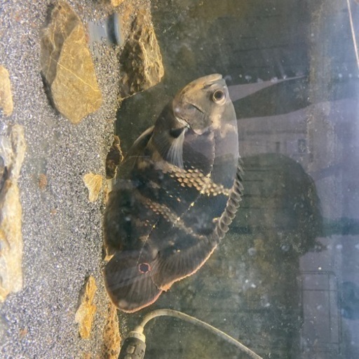オスカー　熱帯魚　26-27センチ