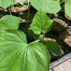 きゅうりの苗☆固定種☆訳あり☆期間限定
