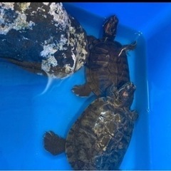 元気な亀3匹すぐ飼えるセットでお譲りします、ケージエサつきです