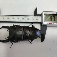 ☆★☆国産オオクワガタ　能勢YG大型血統　超種親級ペア☆★☆の画像