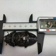 ☆★☆国産オオクワガタ　能勢YG大型血統　超種親級ペア☆★☆の画像