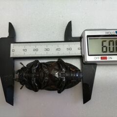 ☆★☆国産オオクワガタ　能勢YG大型血統　超種親級ペア☆★☆の画像
