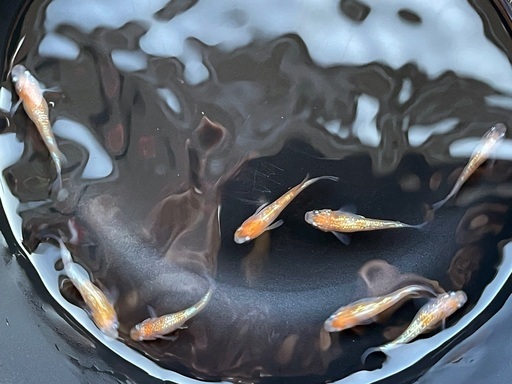 【取引相談中です】王華　メダカ成魚　8匹　めだか（0723）