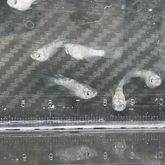 【取引中】白斑サファイア★  1匹¥100-の画像