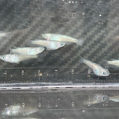 【取引中】白斑サファイア★  1匹¥100-の画像