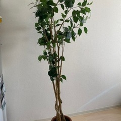 【取りに来れる方限定】観葉植物(フェイクグリーン)