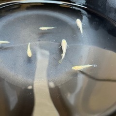 メダカ（スズラン）の画像