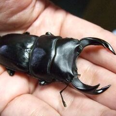 大阪府産オオクワガタ F5 ♂68ミリ ♀44ミリ ペアの画像