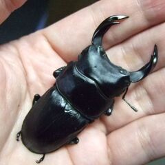 大阪府産オオクワガタ F5 ♂68ミリ ♀44ミリ ペアの画像