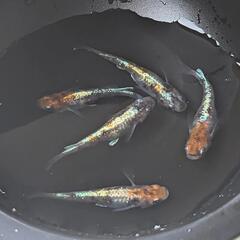 ７月２６日(水)めだか掬い&めだか販売 - 展示会
